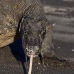 dragon_komodo_hsb_rinca_v_1031_kom2808.jpg